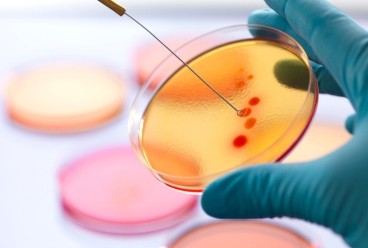Microbiology Image